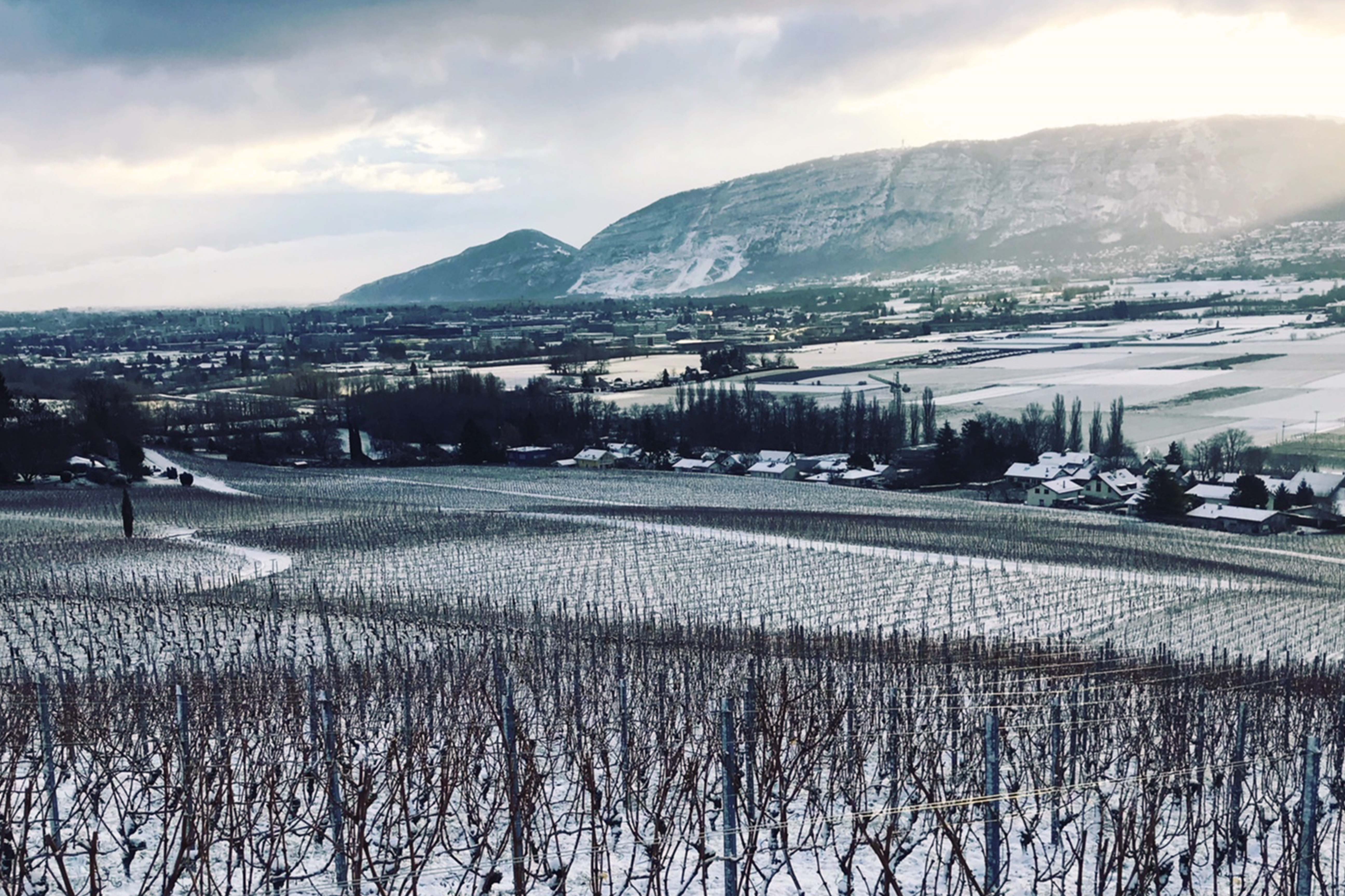 Beauvent-Vignes-Bernex-Winter
